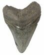 Fossil Megalodon Tooth - South Carolina #51125-1